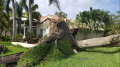 Eddys tree uproot1